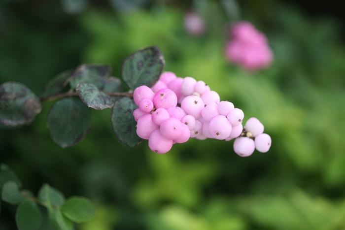 Symphoricarpos Proud Berry&reg;