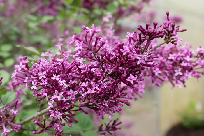 Syringa Bloomerang&reg; Dark Purple
