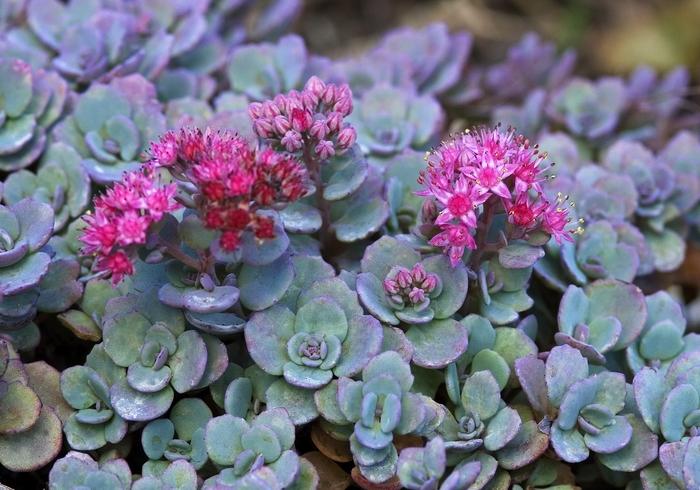 Sedum ternatum 