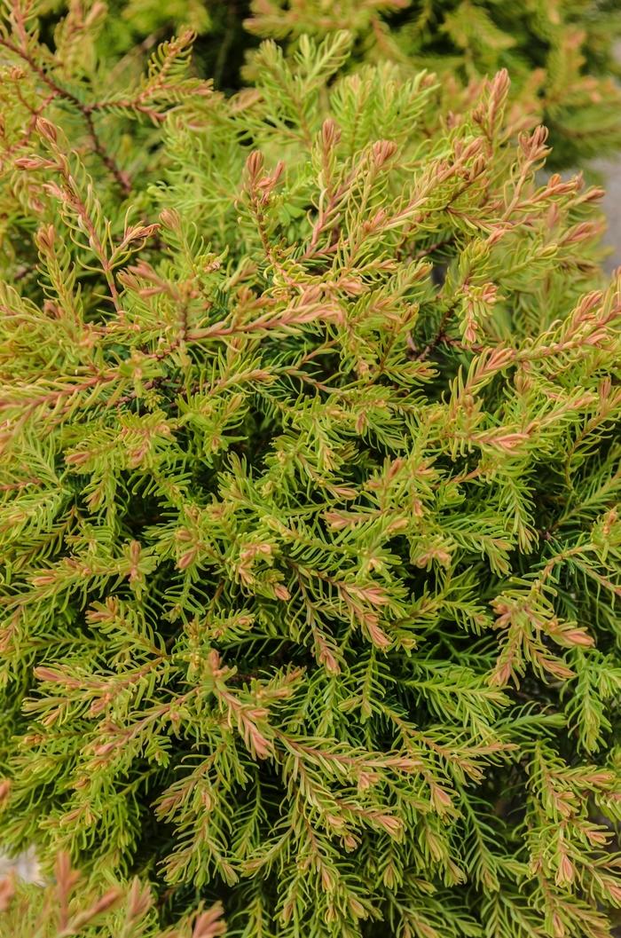 Thuja occidentalis Fire Chief&trade;