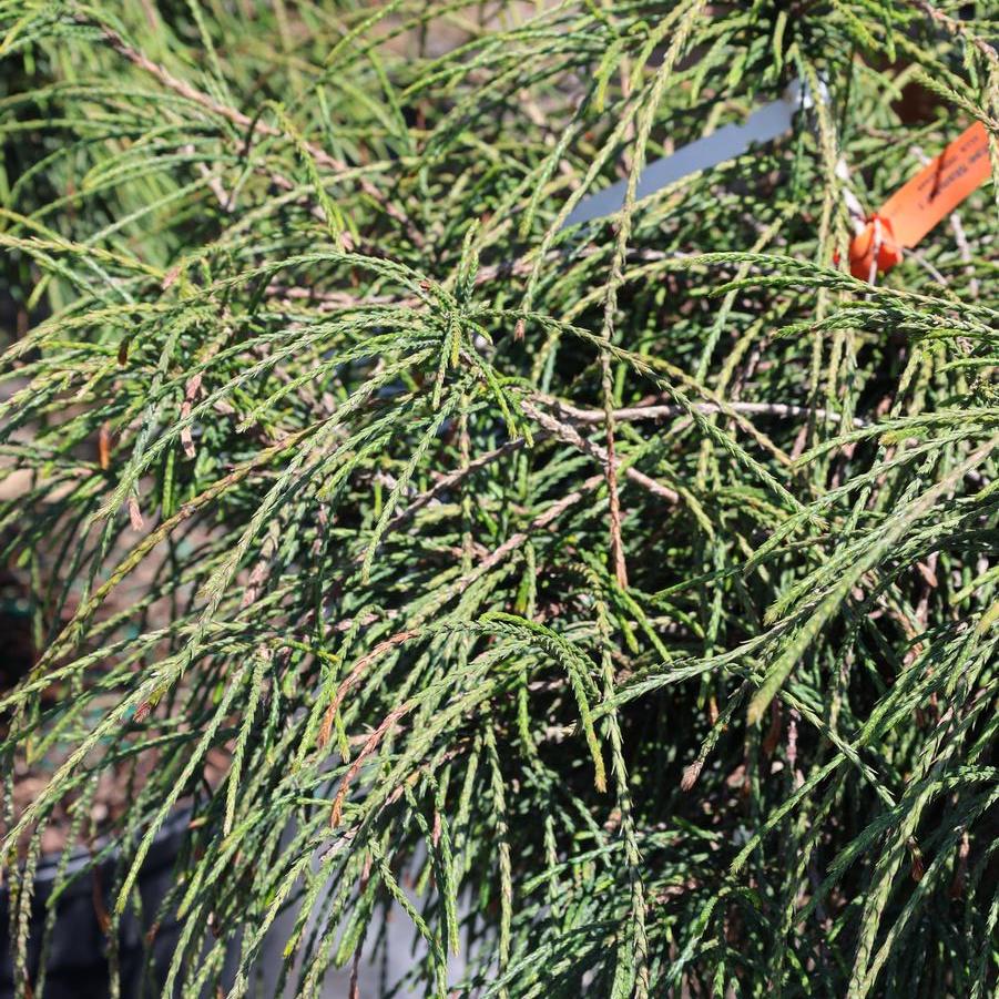 Thuja plicata 'Whipcord' - Arborvitae from Great Lakes Landscape Supply