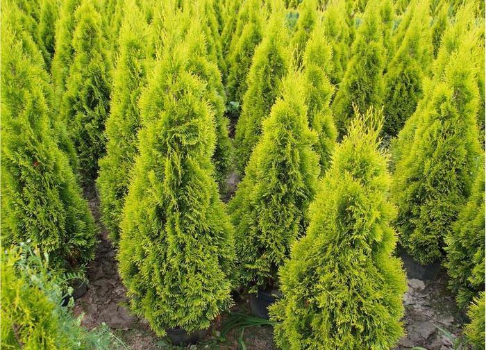 Thuja occidentalis Highlights&trade; Janed Gold
