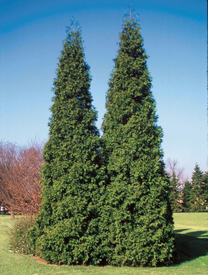 Thuja plicata Spring Grove&reg;