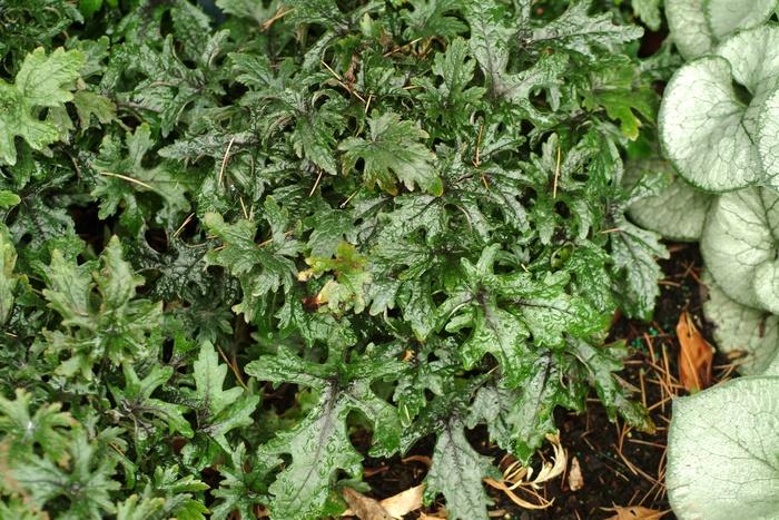 Tiarella Pink Skyrocket