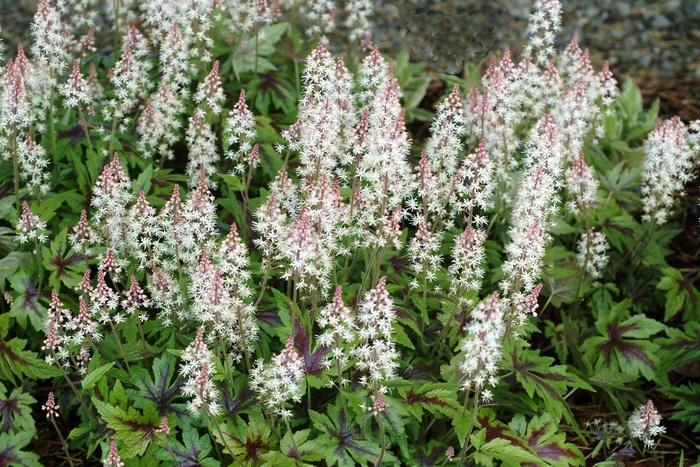Tiarella cordifolia Sugar and Spice