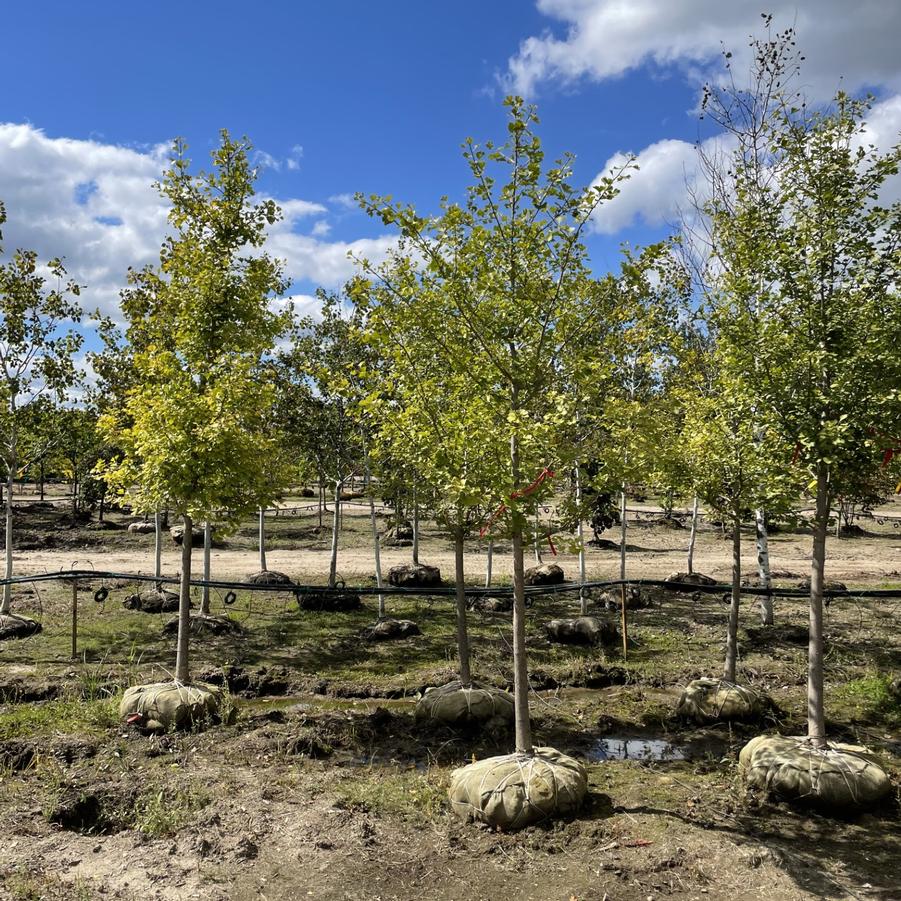 Tilia americana 'Redmond' 2.5'' - Linden from Great Lakes Landscape Supply
