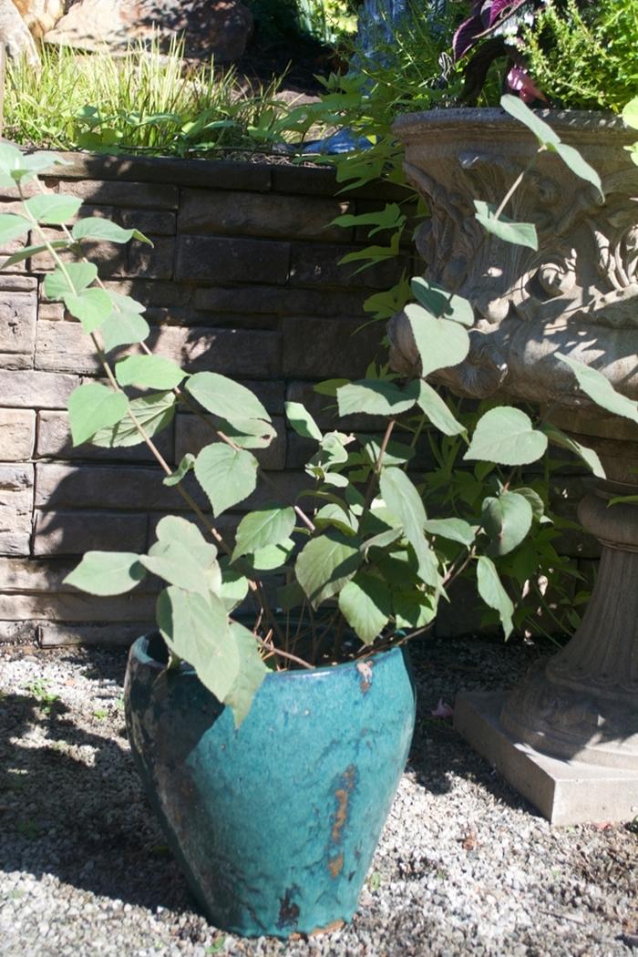 Viburnum carlesii Spice Baby&trade;