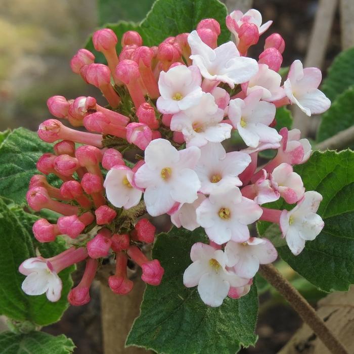 Viburnum carlesii Sugar n' Spice&trade;