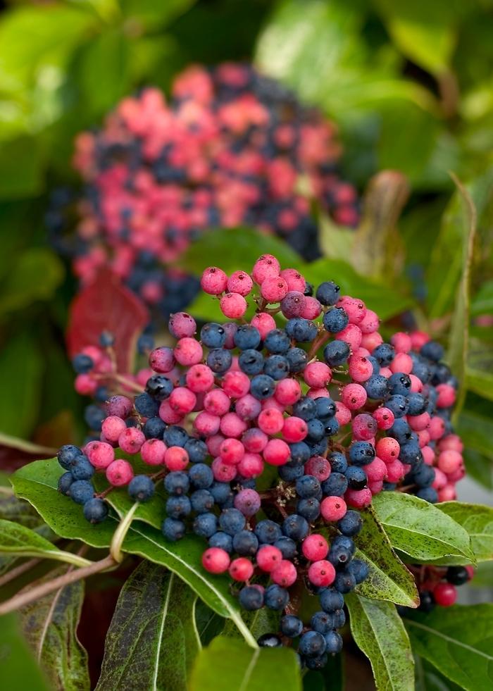 Viburnum nudum Brandywine&trade;