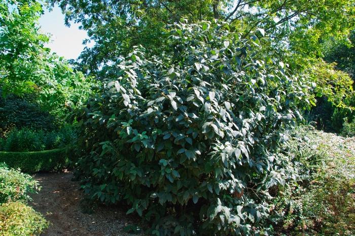 Viburnum x rhytidophylloides Willowwood