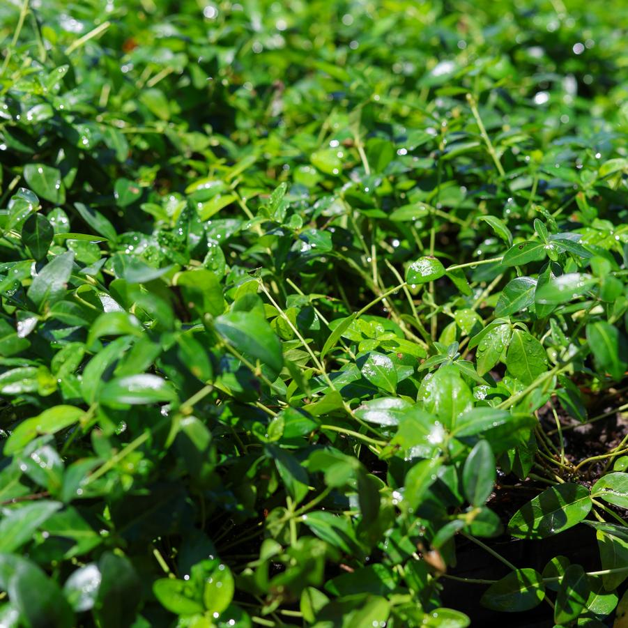 Vinca minor 'Bowles' - Bowles Myrtle from Great Lakes Landscape Supply