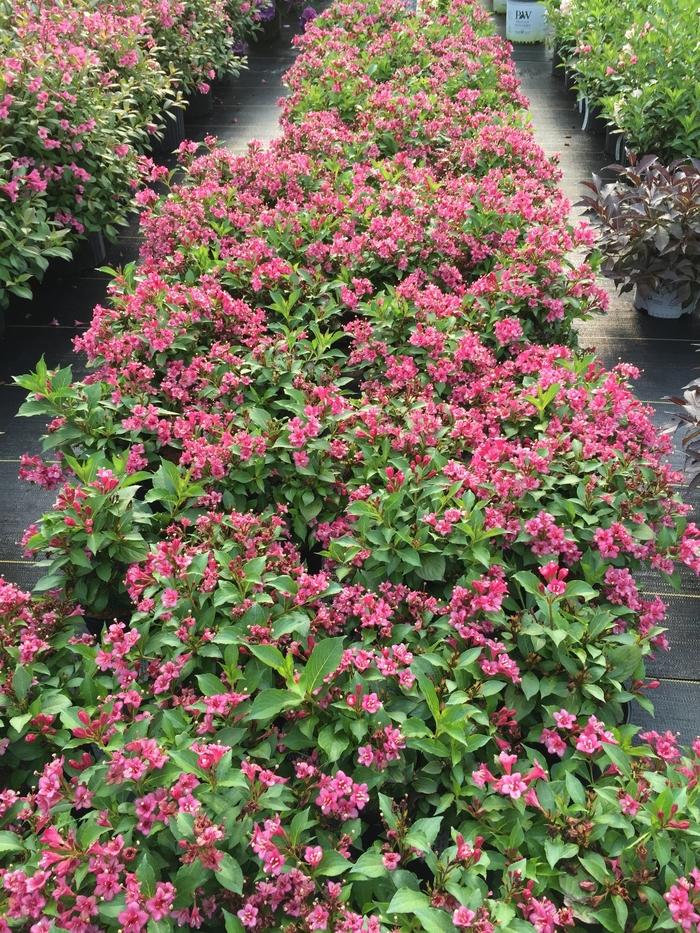 Weigela florida Snippet&reg; Dark Pink