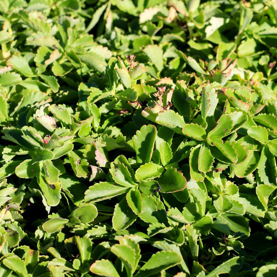 Sedum kamtschaticum var. ellacombeanum - Japanese Stonecrop from Great Lakes Landscape Supply