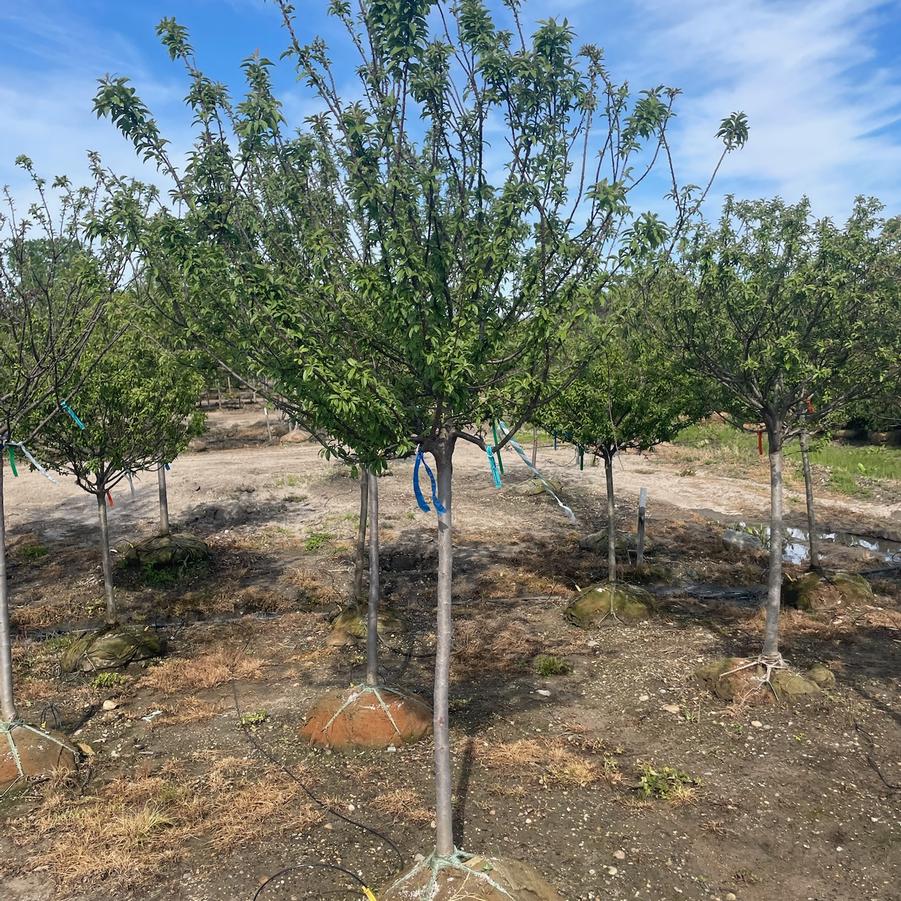 Malus ''Coralcole'' - Coralburst Crabapple from Great Lakes Landscape Supply