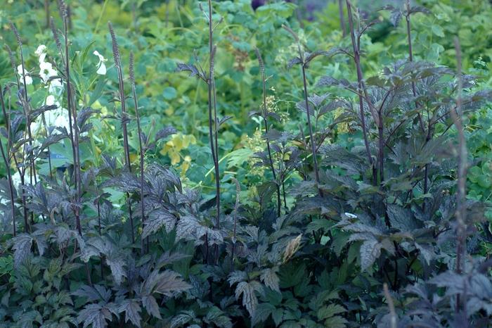 Actaea ramosa Hillside Black Beauty