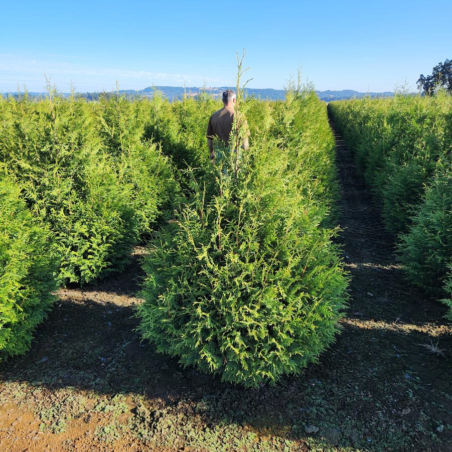 Thuja plicata x slandishii 'Leprechaun' - Arborvitae from Great Lakes Landscape Supply
