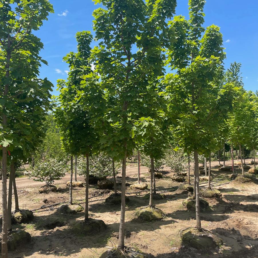 Acer platanoides 'Columnare' - Norway Maple from Great Lakes Landscape Supply