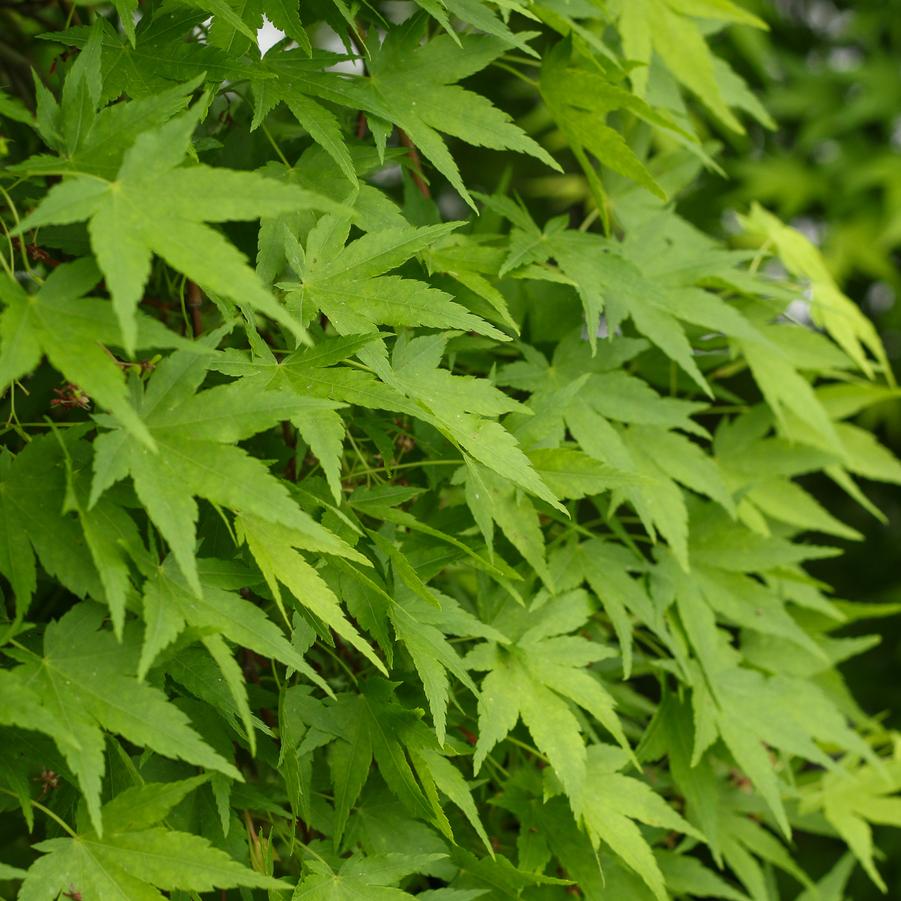 Acer palmatum Ryusen