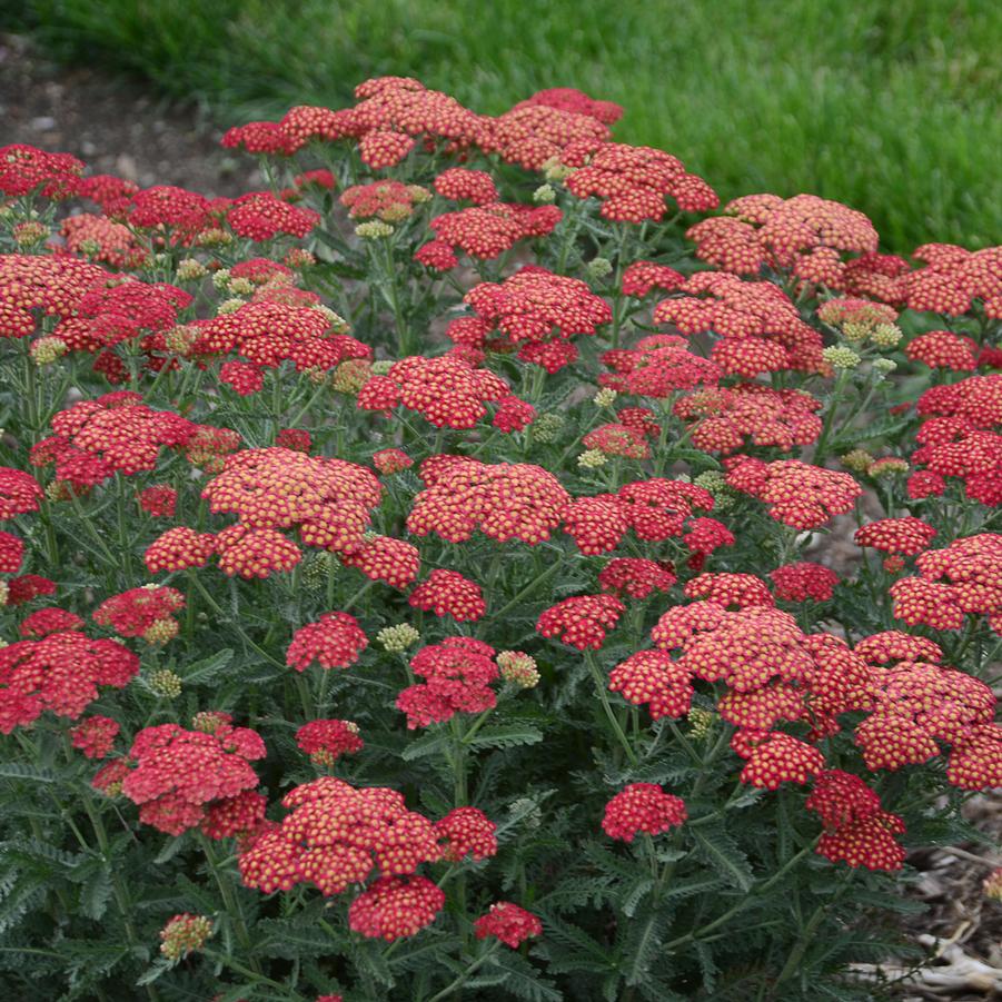 Achillea 'Firefly Red Pop' - Yarrow - Photos courtesy of Walters Gardens, Inc.
