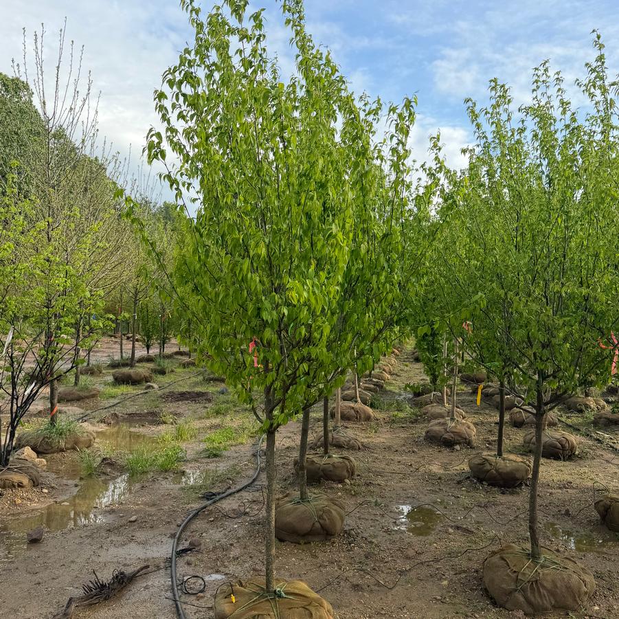 Carpinus caroliniana 'Native Flame®' - American Hornbeam from Great Lakes Landscape Supply