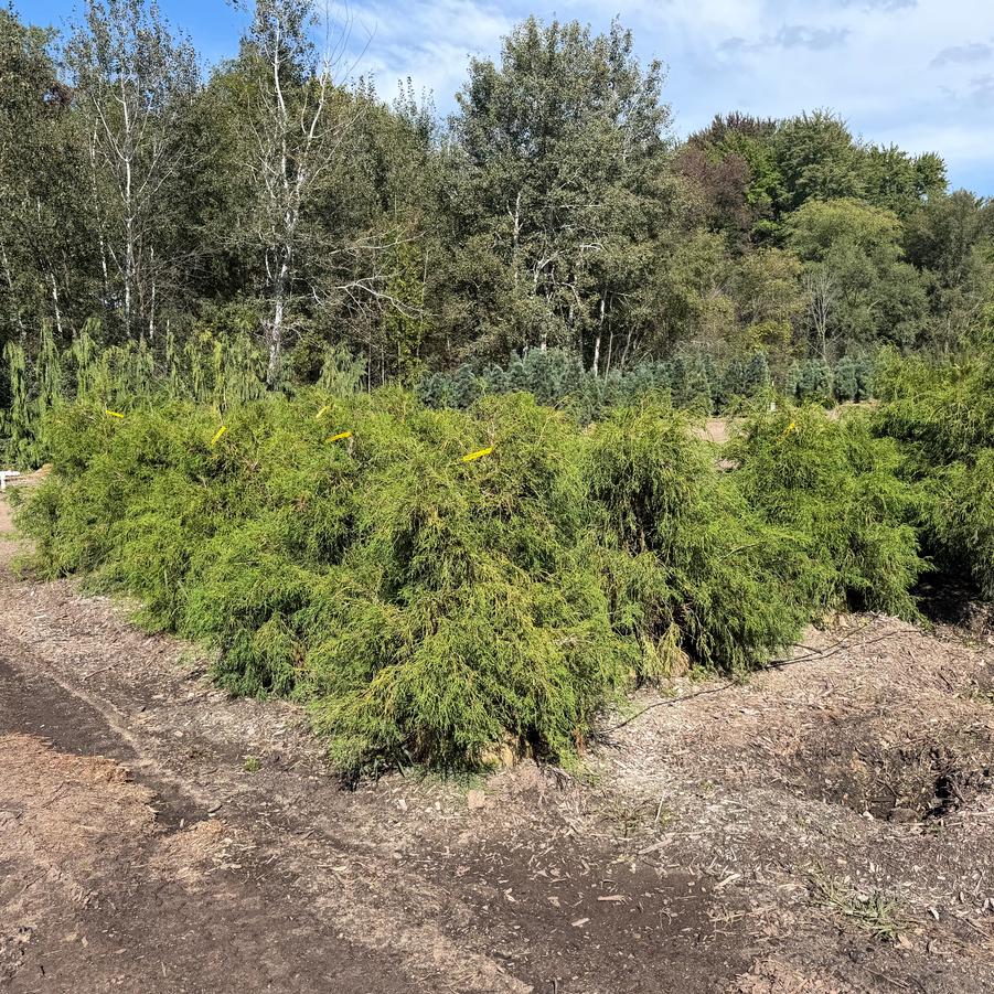 Chamaecyparis pisifera 'Filifera' 3/4' WB - Japanese Falsecypress from Great Lakes Landscape Supply
