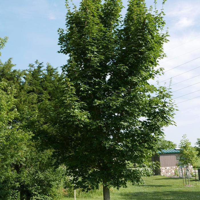 Acer miyabei State Street&reg;