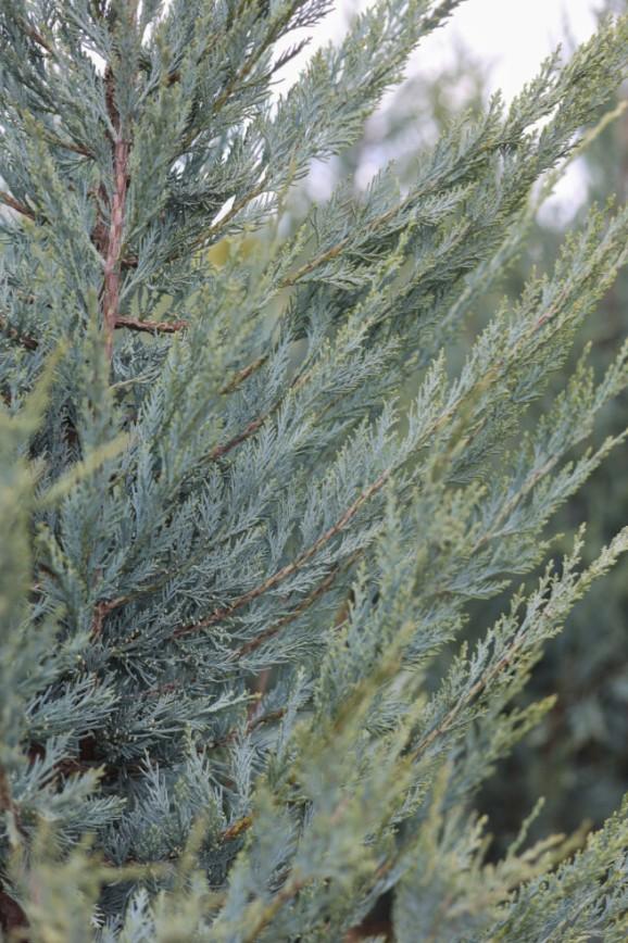 Juniperus scopulorum 'Wichita Blue' - Juniper from Great Lakes Landscape Supply