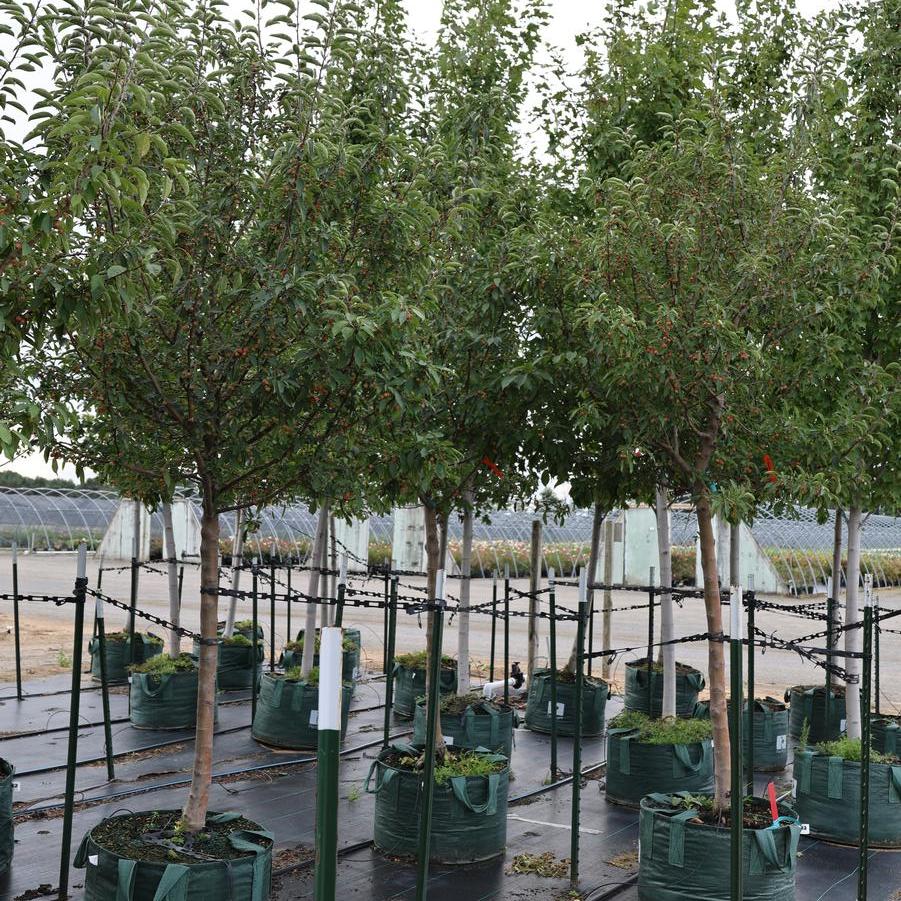 Malus 'Sugar Tyme™' - Crabapple from Great Lakes Landscape Supply