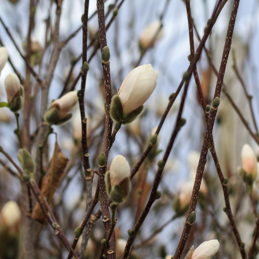 Magnolia loebneri 'Dr.' - Dr. Merrill White Magnolia from Great Lakes Landscape Supply