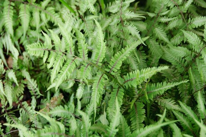 Athyrium niponicum Red Beauty