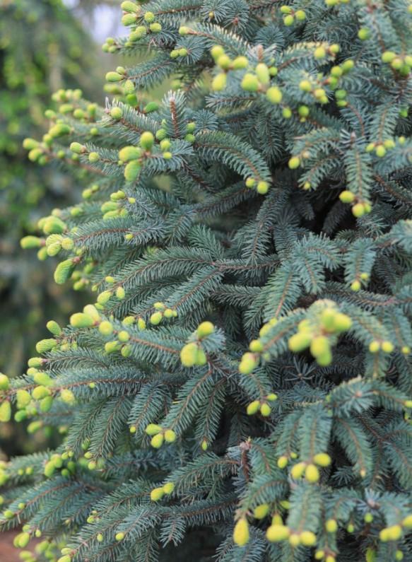 Picea mariana 'Aureovariegata' - Black Spruce from Great Lakes Landscape Supply