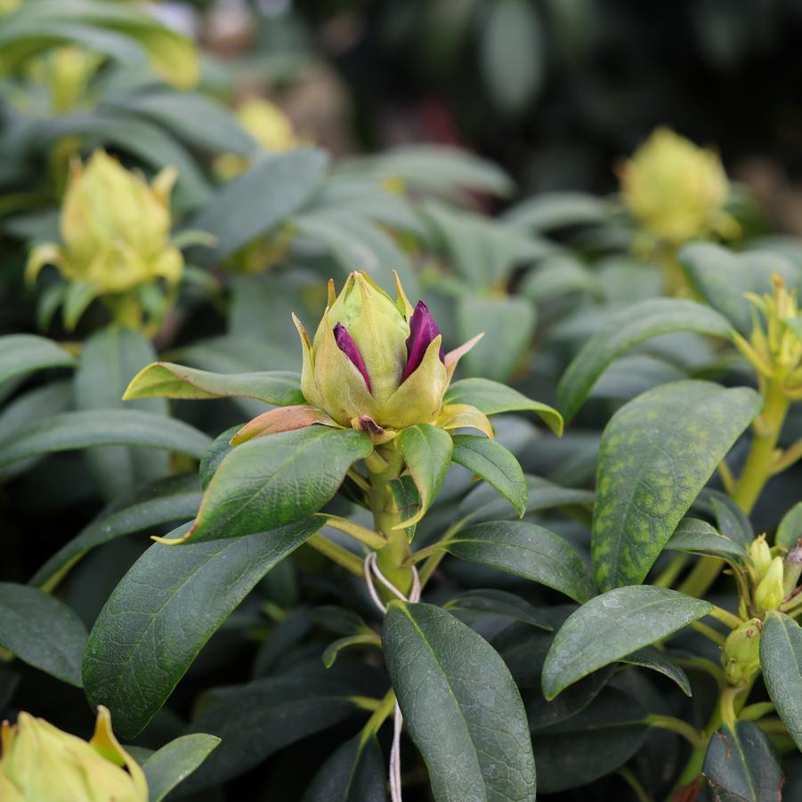 Rhododendron 'Purple Passion' - Rhododendron from Great Lakes Landscape Supply