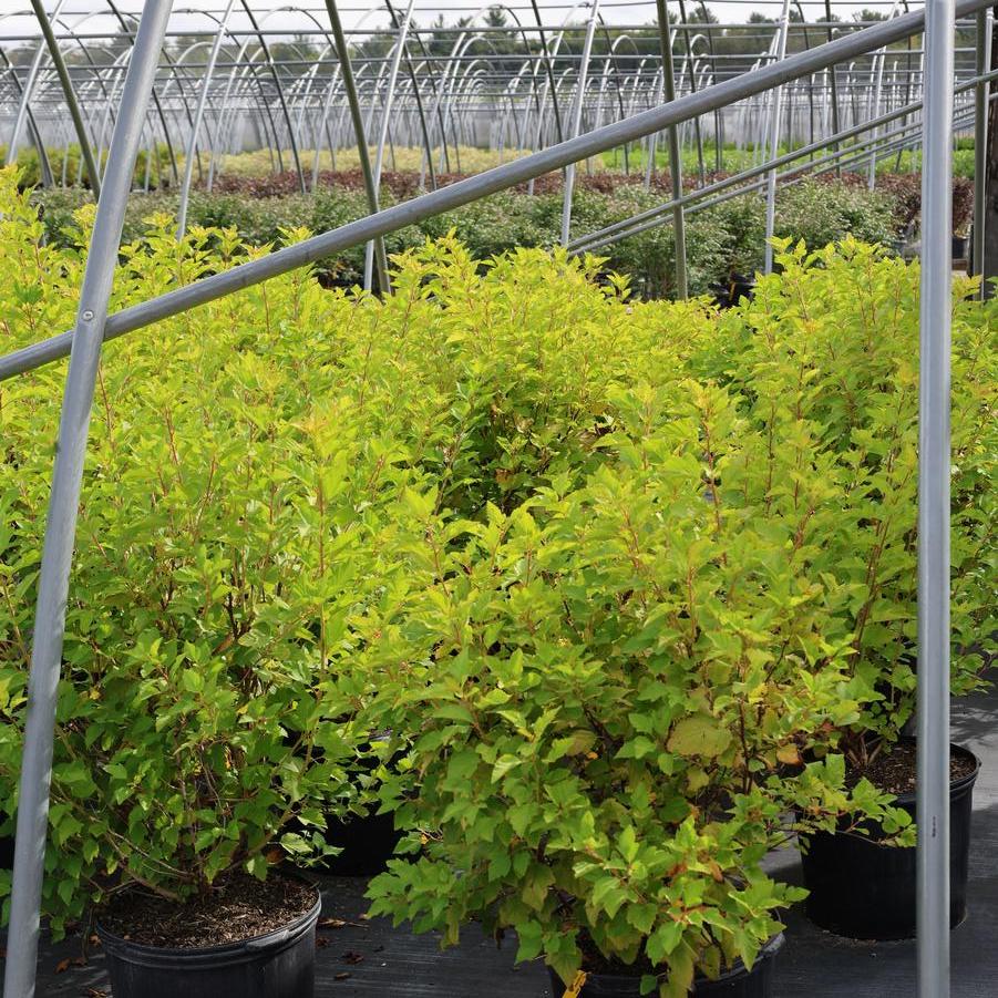 Physocarpus Opul. ''Nugget'' - Gold Nugget Ninebark from Great Lakes Landscape Supply