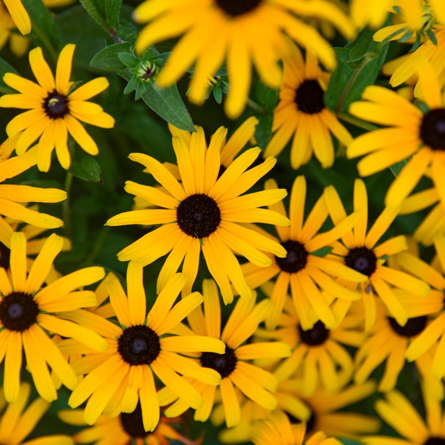Rudbeckia 'Treasure Trove' - Black-Eyed Susan from Great Lakes Landscape Supply