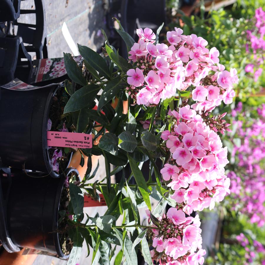 Veronica Magic Show® 'Pink Potion' - Speedwell from Great Lakes Landscape Supply