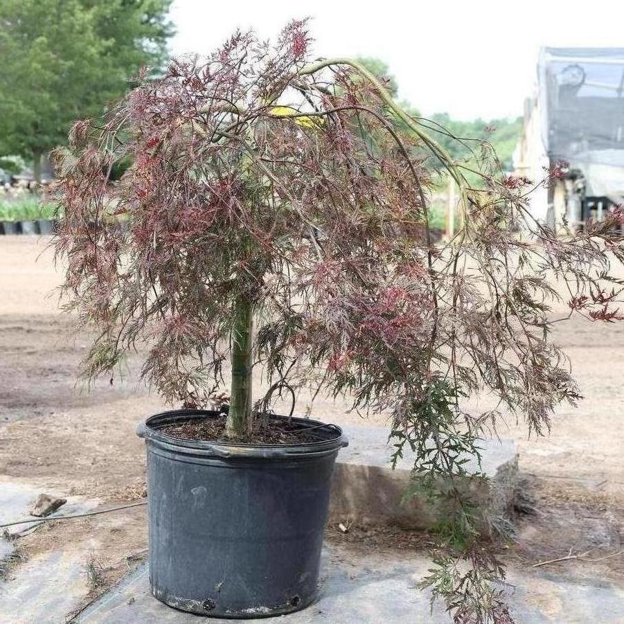 Acer palmatum var. dissectum Crimson Queen