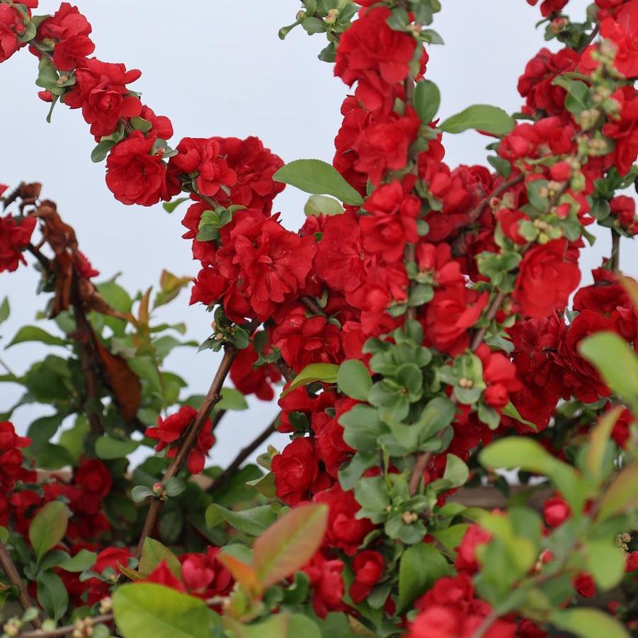 Chaenomeles speciosa Double Take® 'Peach' - Quince from Great Lakes Landscape Supply