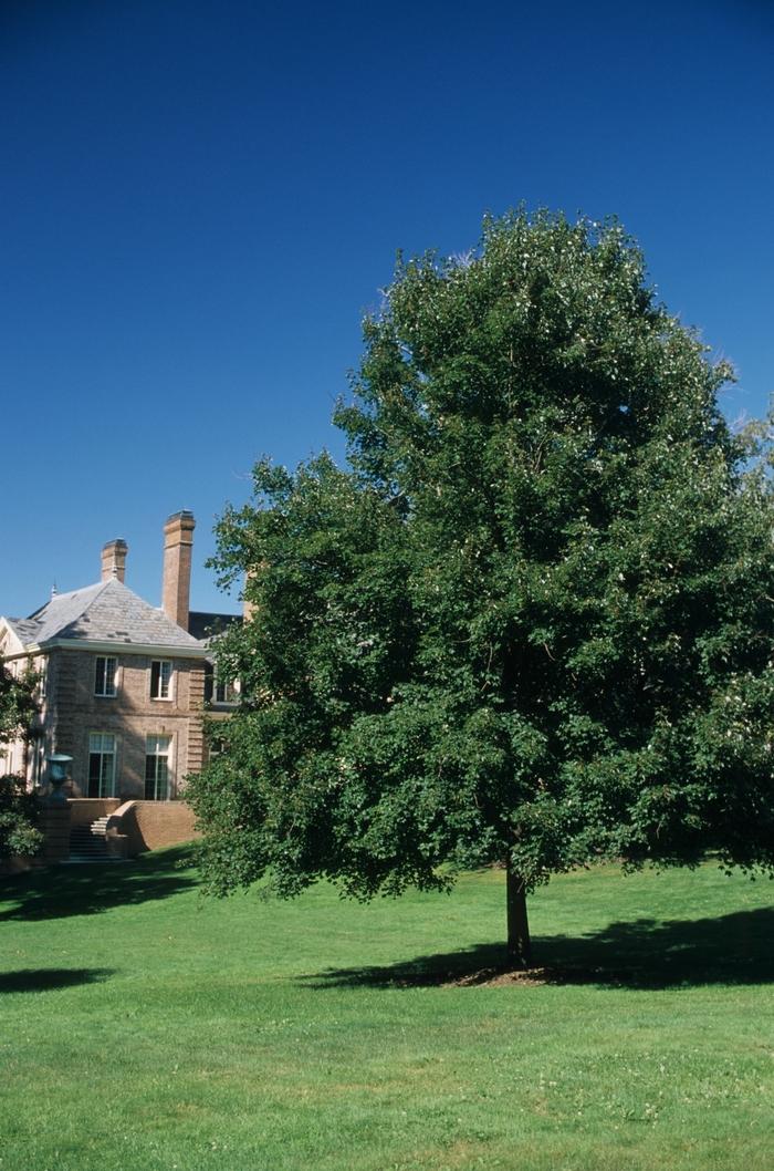 Acer rubrum Autumn Flame