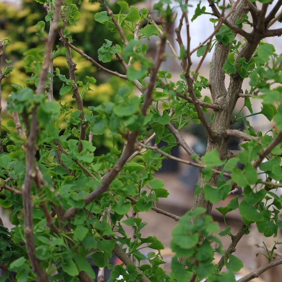 Ginkgo biloba 'Jade Butterflies' - Maidenhair Tree from Great Lakes Landscape Supply