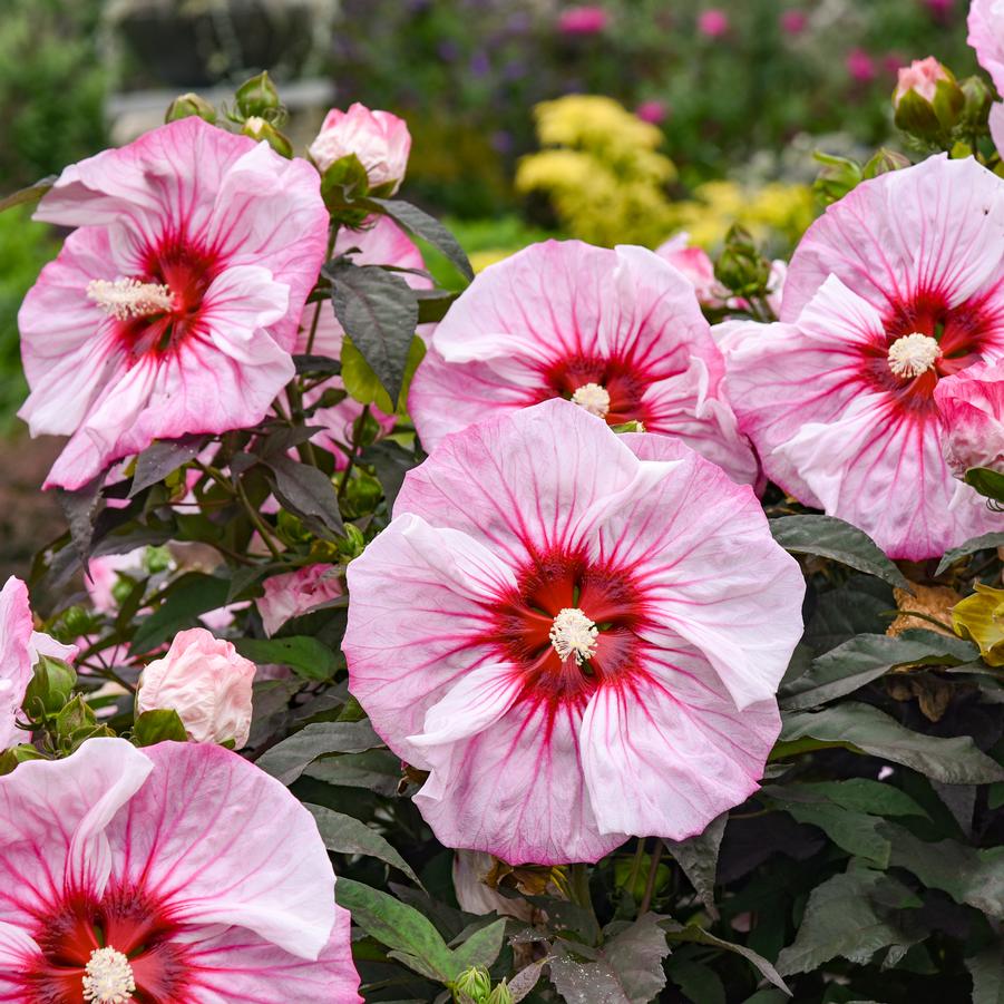 Hibiscus Summerific® 'Cherry Choco Latte' - Rose Mallow from Walter Gardens