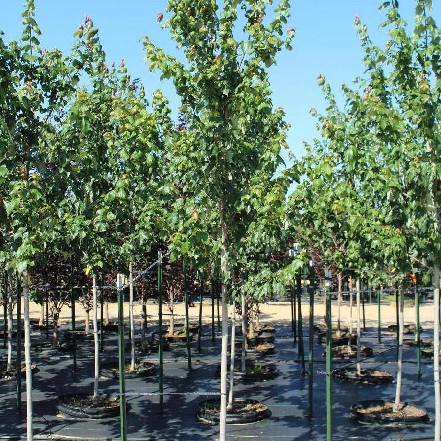 Acer rubrum 'Red Sunset®' - Red Maple from Great Lakes Landscape Supply