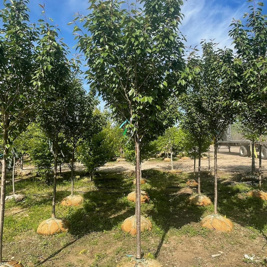 Prunus serrulata 'Royal Burgundy' - Kwanzan Cherry from Great Lakes Landscape Supply