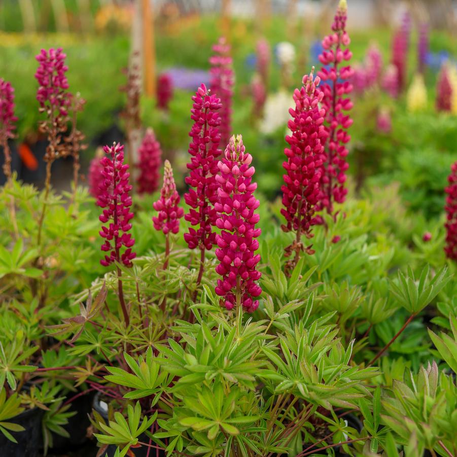 Lupinus polyphyllus 'Gallery Red' - Lupine from Great Lakes Landscape Supply