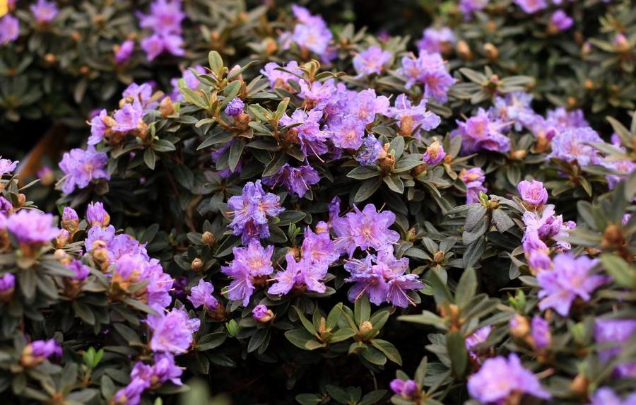 Rhododendron 'Ramapo' - Rhododendron from Great Lakes Landscape Supply