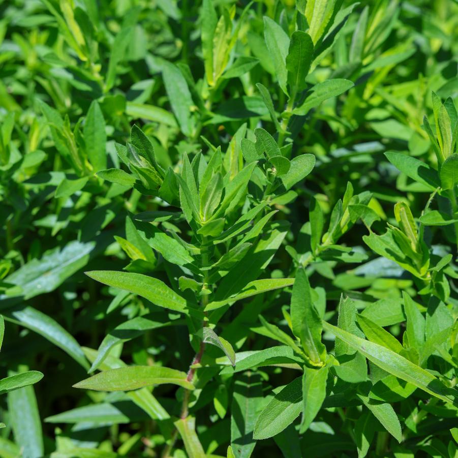 Symphyotrichum novi-belgii - New England Aster from Great Lakes Landscape Supply