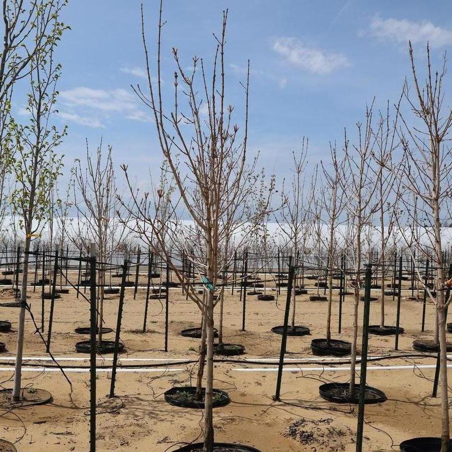 Acer saccharum 'Fall Fiesta®' - Sugar Maple from Great Lakes Landscape Supply