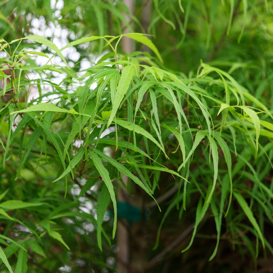 Acer palmatum 'Koto-no-ito' - Japanese Maple from Great Lakes Landscape Supply