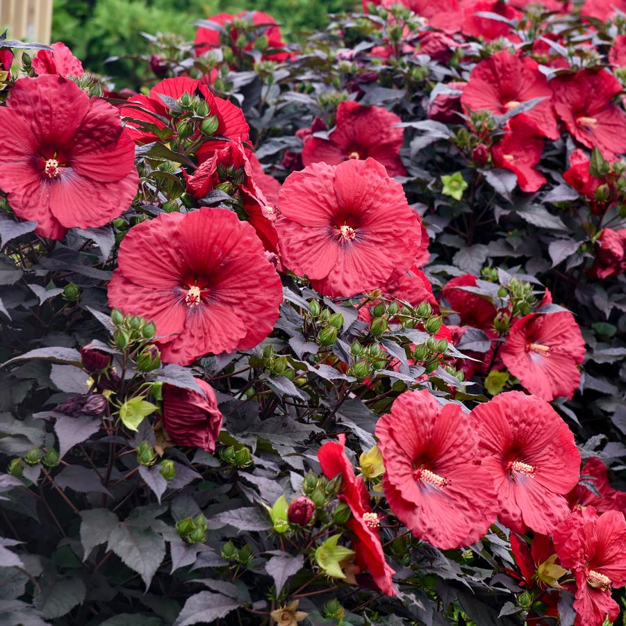 Hibiscus Summerific® 'Holy Grail' - Rose Mallow from Walters Gardens