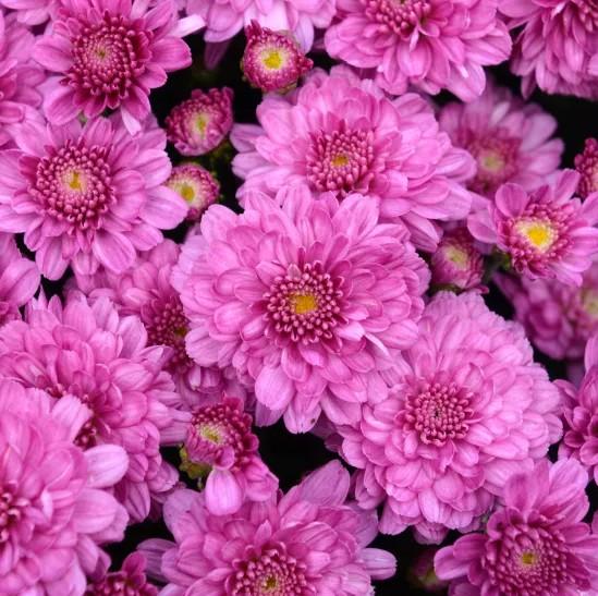 Chrysanthemum x morifolium 'Cheryl™ Pink Improved' - Garden Mum from Great Lakes Landscape Supply
