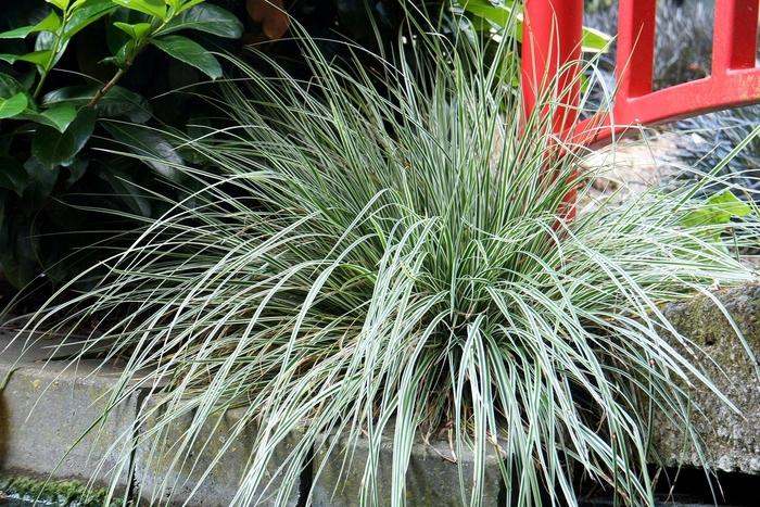 Carex oshimensis EverColor&reg; Everest